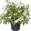 FLORASELF® Japanse Sneeuwbal Viburnum Opulus Potmaat Ø21 Cm -FLORASELF Verkoop DV 8 6625346 01 4c DE 20180120063612