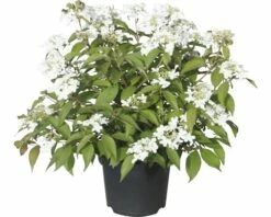 FLORASELF® Japanse Sneeuwbal Viburnum Opulus Potmaat Ø21 Cm