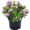 FLORASELF® Weigelia Weigela Florida 'Pink Poppet' Potmaat Ø29 Cm -FLORASELF Verkoop DV 8 6625348 02 4c DE 20180120065342