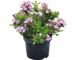 FLORASELF® Weigelia Weigela Florida 'Pink Poppet' Potmaat Ø29 Cm