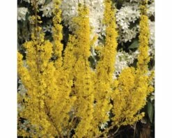 FLORASELF Chinees Klokje Forsythia Intermedia 'Goldrausch' Potmaat Ø 21 Cm H 50-60 Cm
