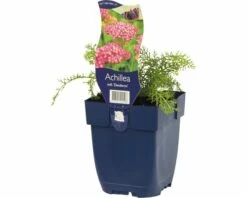 FLORASELF Duizendblad Achillea Millefolium Ø 11 Cm