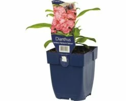 FLORASELF Duizendschoon Dianthus Barbatus Ø 11 Cm