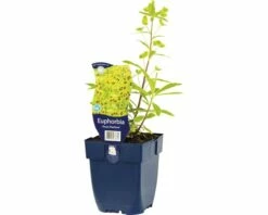 FLORASELF Wolfsmelk Euphorbia X Martinii 'Ascot Rainbow' Ø 11 Cm