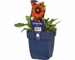 FLORASELF Kokardebloem Gaillardia X Grandiflora 'Red' Ø 11 Cm