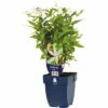 FLORASELF Driebladige Braakwortelspirea Gillenia Trifoliata Ø 11 Cm -FLORASELF Verkoop DV 8 6627639 01 4c DE 20200704221656