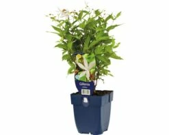 FLORASELF Driebladige Braakwortelspirea Gillenia Trifoliata Ø 11 Cm