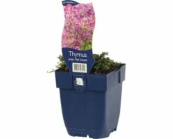 FLORASELF Tijm Thymus Praecox Ø 11 Cm