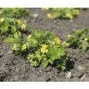 FLORASELF Gele Aardbei Waldsteinia Geoides Ø 11 Cm -FLORASELF Verkoop DV 8 6627650 03 4c DE 20200710091755