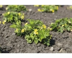 FLORASELF Gele Aardbei Waldsteinia Geoides Ø 11 Cm