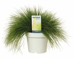 FLORASELF® Bochtige Smele Deschampsia Flexuosa 'Amilime' Potmaat Ø17 Cm