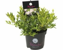 FloraSelf Azalea Rhododendron Micranthum 'Nugget® By Bloombux' Potmaat 2 Liter -FLORASELF Verkoop DV 8 6630969 02 4c DE 20201006111758