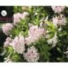 FloraSelf Azalea Rhododendron Micranthum 'Nugget® By Bloombux' Potmaat 2 Liter -FLORASELF Verkoop DV 8 6630969 03 4c DE 20201008201657