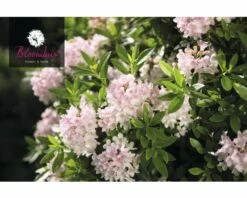 FloraSelf Azalea Rhododendron Micranthum 'Nugget® By Bloombux' Potmaat 2 Liter