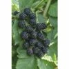 FLORASELF® Braam Rubus 'Asterina' Potmaat Ø29 Cm -FLORASELF Verkoop DV 8 6633888 01 4c DE 20180130142744