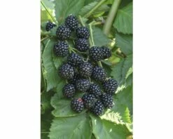 FLORASELF® Braam Rubus 'Asterina' Potmaat Ø29 Cm