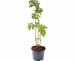 FLORASELF® Braam Rubus 'Asterina' Potmaat Ø29 Cm 7 FLORASELF® Braam Rubus 'Asterina' Potmaat Ø29 Cm -FLORASELF Verkoop DV 8 6633888 02 4c DE 20180131004903