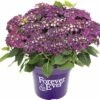 FloraSelf FOREVER&EVER® Boerenhortensia Purple Potmaat Ø 23 Cm Paars