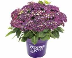 FloraSelf FOREVER&EVER® Boerenhortensia Purple Potmaat Ø 23 Cm Paars