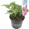 FLORASELF® Boerenhortensia Hydrangea Macrophylla 'Little Pink' Potmaat Ø 17 Cm Roze -FLORASELF Verkoop DV 8 6634498 01 4c NL 20190228052555