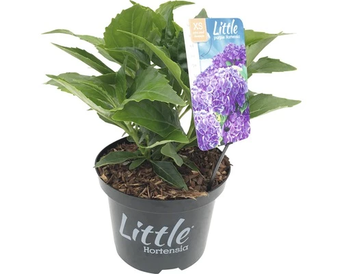 FLORASELF® Boerenhortensia Hydrangea Macrophylla 'Little Purple' Potmaat Ø 17 Cm Paars 3 FLORASELF® Boerenhortensia Hydrangea Macrophylla 'Little Purple' Potmaat Ø 17 Cm Paars