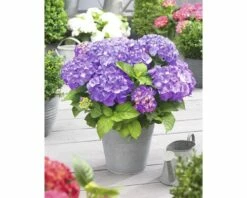 FLORASELF® Boerenhortensia Hydrangea Macrophylla 'Little Purple' Potmaat Ø 17 Cm Paars 5 FLORASELF® Boerenhortensia Hydrangea Macrophylla 'Little Purple' Potmaat Ø 17 Cm Paars -FLORASELF Verkoop DV 8 6634499 02 4c NL 20190227051753