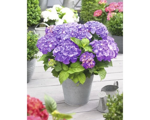 FLORASELF® Boerenhortensia Hydrangea Macrophylla 'Little Purple' Potmaat Ø 17 Cm Paars 4 FLORASELF® Boerenhortensia Hydrangea Macrophylla 'Little Purple' Potmaat Ø 17 Cm Paars - Afbeelding 2