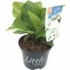 FLORASELF® Boerenhortensia Hydrangea Macrophylla 'Little White' Potmaat Ø 17 Cm Wit -FLORASELF Verkoop DV 8 6634500 01 4c NL 20190228052936