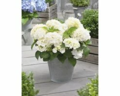 FLORASELF® Boerenhortensia Hydrangea Macrophylla 'Little White' Potmaat Ø 17 Cm Wit -FLORASELF Verkoop DV 8 6634500 02 4c NL 20190227051753