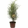 FLORASELF Smalbladige Vuilboom Rhamnus Frangula 'Fine Line' Potmaat Ø 22.0 Cm H 40-60 Cm -FLORASELF Verkoop DV 8 6641255 01 4c DE 20190130092252