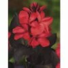 FLORASELF® Bloemriet Canna Red Rood Potmaat Ø 18 Cm -FLORASELF Verkoop DV 8 6648121 01 4c DE 20180315114414