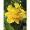 FLORASELF® Bloemriet Canna Yellow Geel Potmaat Ø 18 Cm -FLORASELF Verkoop DV 8 6648122 01 4c DE 20180315114528