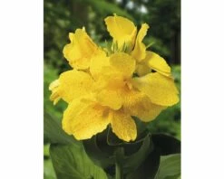 FLORASELF® Bloemriet Canna Yellow Geel Potmaat Ø 18 Cm