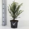FLORASELF® Taxus Baccata Potmaat Ø 19 Cm 2 FLORASELF® Taxus Baccata Potmaat Ø 19 Cm -FLORASELF Verkoop DV 8 6648447 01 4c NL 20190227051753