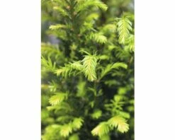 FLORASELF® Taxus Baccata Potmaat Ø 19 Cm -FLORASELF Verkoop DV 8 6648447 02 4c NL 20190227051753