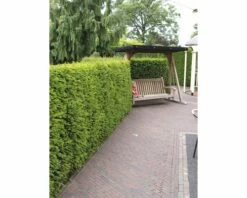 FLORASELF® Taxus Baccata Potmaat Ø 19 Cm -FLORASELF Verkoop DV 8 6648447 03 4c NL 20190227080734