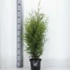 FLORASELF® Westerse Levensboom Thuja Occidentalis 'Brabant' Potmaat Ø 19 Cm -FLORASELF Verkoop DV 8 6648448 01 4c NL 20190227051753