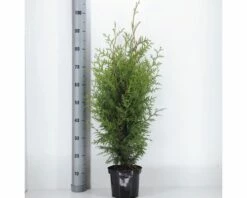 FLORASELF® Westerse Levensboom Thuja Occidentalis 'Brabant' Potmaat Ø 19 Cm