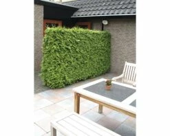 FLORASELF® Westerse Levensboom Thuja Occidentalis 'Brabant' Potmaat Ø 19 Cm -FLORASELF Verkoop DV 8 6648448 03 4c NL 20190227051753