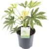 FLORASELF® Vingerplant Fatsia Japonica 'Spiderweb' Potmaat Ø 21 Cm -FLORASELF Verkoop DV 8 6656185 01 4c NL 20190411184755