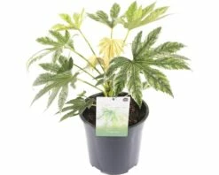 FLORASELF® Vingerplant Fatsia Japonica 'Spiderweb' Potmaat Ø 21 Cm