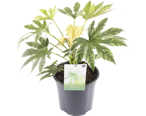 FLORASELF® Vingerplant Fatsia Japonica 'Spiderweb' Potmaat Ø 21 Cm 3 FLORASELF® Vingerplant Fatsia Japonica 'Spiderweb' Potmaat Ø 21 Cm