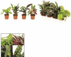 FLORASELF CALATHEA Calathea-Cultivars Potmaat Ø 7.0 Cm H 15-25 Cm -FLORASELF Verkoop DV 8 6660207 03 4c DE 20220106094651