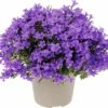 FLORASELF Klokje Campanula Portenschlagiana 'Intens Purple' Potmaat Ø 12 Cm -FLORASELF Verkoop DV 8 6698187 01 4c DE 20180323080820