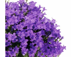 FLORASELF Klokje Campanula Portenschlagiana 'Intens Purple' Potmaat Ø 12 Cm -FLORASELF Verkoop DV 8 6698187 02 4c RO 20210610104654