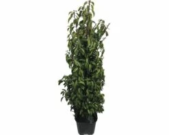 FLORASELF Portugese Laurier Prunus Lusitanica 'Angustifolia' H 100-125 Cm 15 St. Ca. 6 Meter Haag 5 FLORASELF Portugese Laurier Prunus Lusitanica 'Angustifolia' H 100-125 Cm 15 St. Ca. 6 Meter Haag -FLORASELF Verkoop DV 8 6703912 01 4c DE 20210915114758
