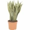 FLORASELF Sanseviera Laurentii Ø30 Cm H105 Cm -FLORASELF Verkoop DV 8 6736458 01 4c DE 20180507131656