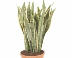 FLORASELF Sanseviera Laurentii Ø30 Cm H105 Cm -FLORASELF Verkoop DV 8 6736458 02 4c RO 20210112051657
