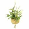 FLORASELF Hertshoornvaren Platycerium Bifurcatum Potmaat Ø 25 Cm H 45-55 Cm -FLORASELF Verkoop DV 8 6736459 01 4c DE 20180525102022