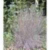 FLORASELF® Prairiegras Schizachryum Scoparium 'Blue Heaven' 1 FLORASELF® Prairiegras Schizachryum Scoparium 'Blue Heaven' -FLORASELF Verkoop DV 8 6758936 01 4c DE 20210915151659